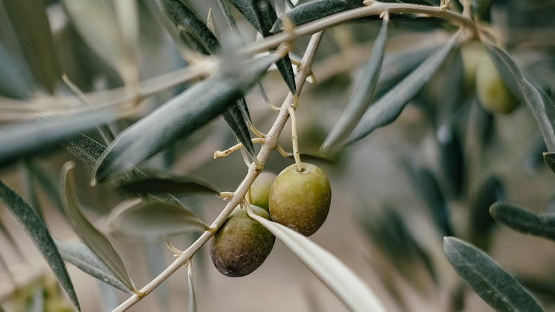 Campeggio ad Albenga sulla Riviera dei Fiori | Piccolo Paradiso