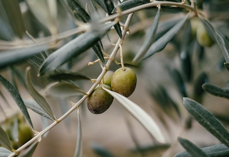 Camping Piccolo Paradiso ad Albenga - We cultivate olives for the pleasure of a special oil.