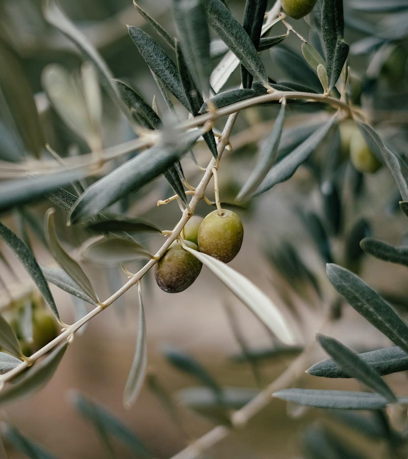 Camping Piccolo Paradiso ad Albenga - We cultivate olives for the pleasure of a special oil.
